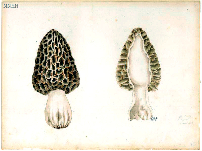 145 Morchella 313 20 avril 1888 Alluvions de l'Aygues