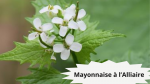 31 ALLIAIRE(1)Mayonnaise à l'alliaire