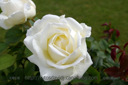 rose_jardin_2012_05