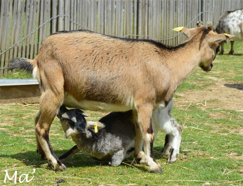 140529_peaugres_ferme2