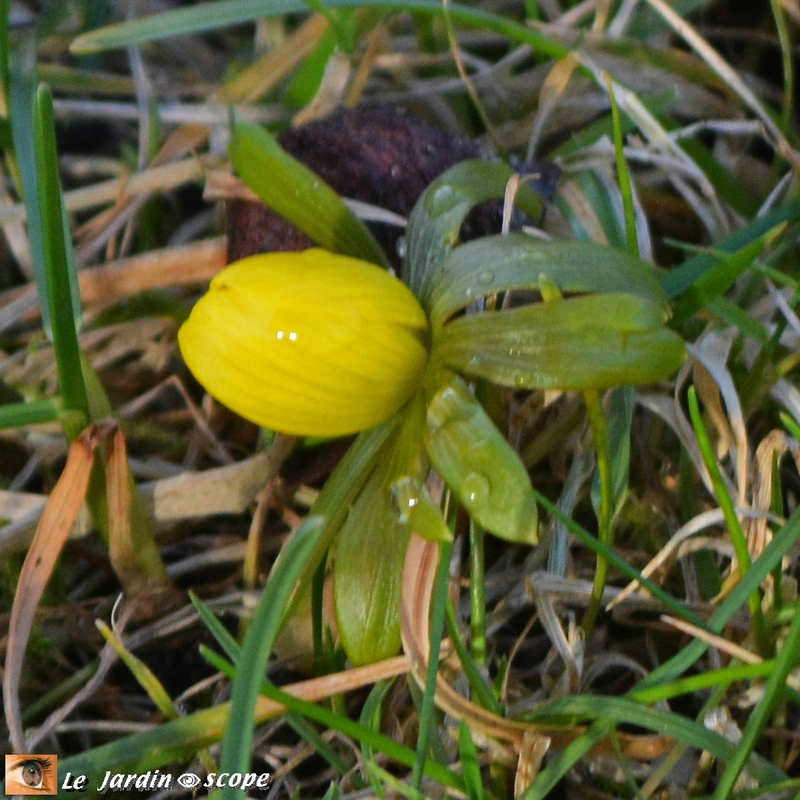 Eranthis-hyemalis