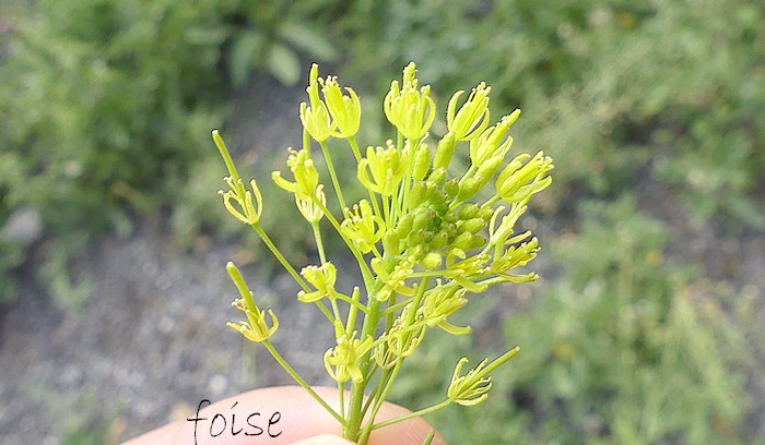 fleurs jaune pâle petites sépales 2-3 fois plus courts que le pédicelle