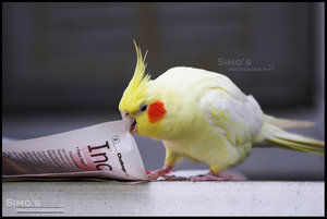 Reading_the_Paper_by_simo41