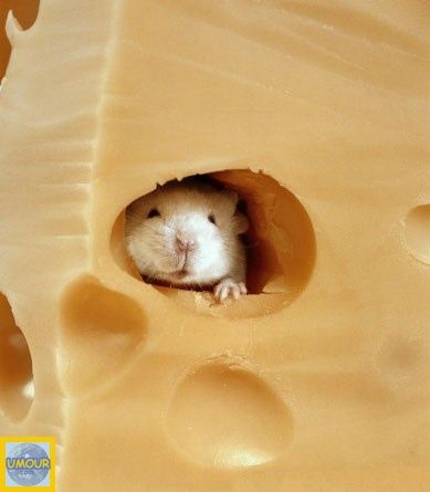 fromage_land_souris