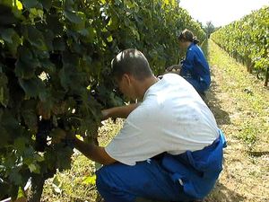 vendanges