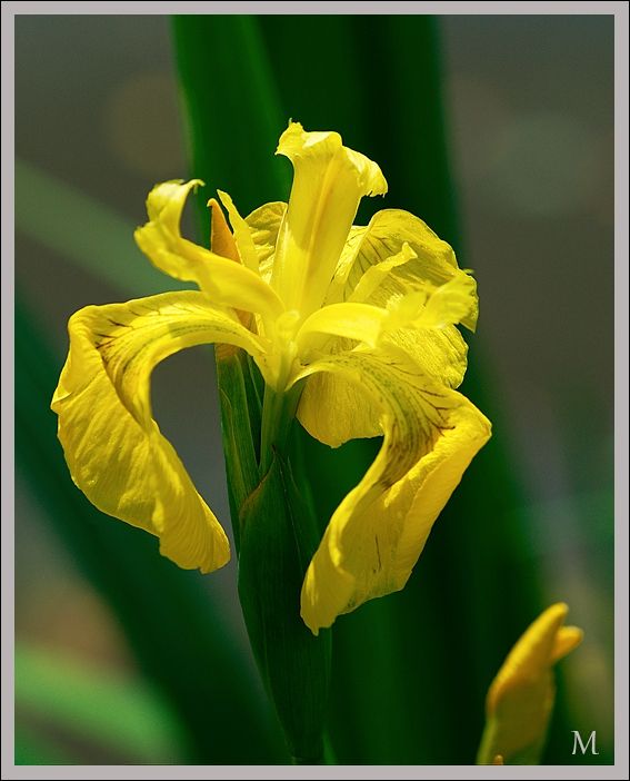 iris-jaune