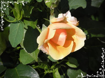 roses2_001