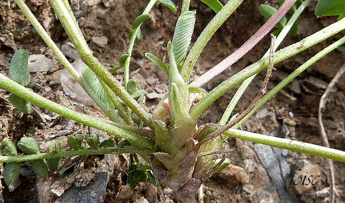 stipules soudées lancéolées-linéaires