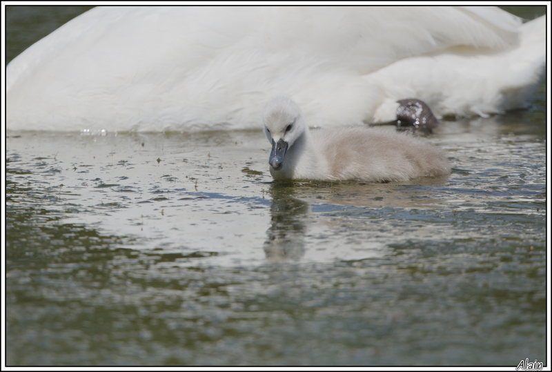 cygnets ou cygneaux ? disons des juvéniles