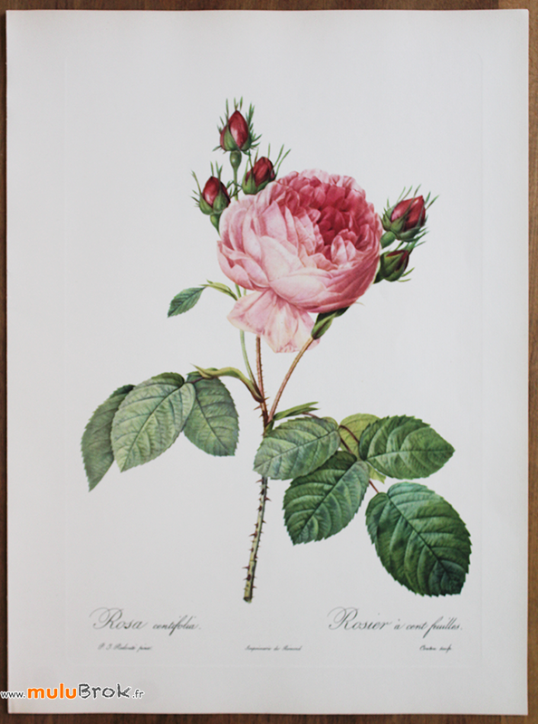 ROSIER-A-CENT-FEUILLES-Redouté-muluBrok