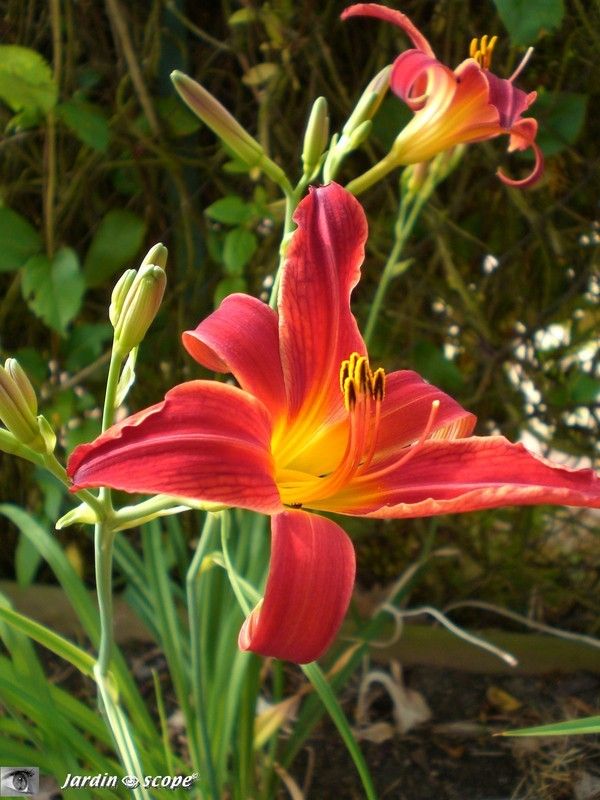 Hemerocallis 'Crimson Glory'