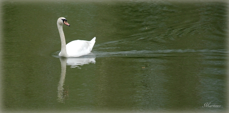 05 04 003 Au bord du Rhône (5)1