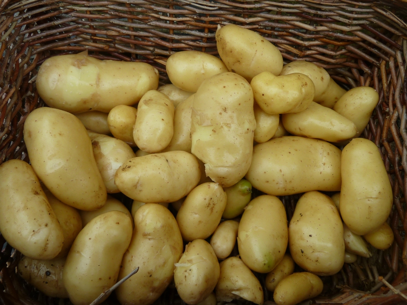 19-pommes de terre amandine (2)