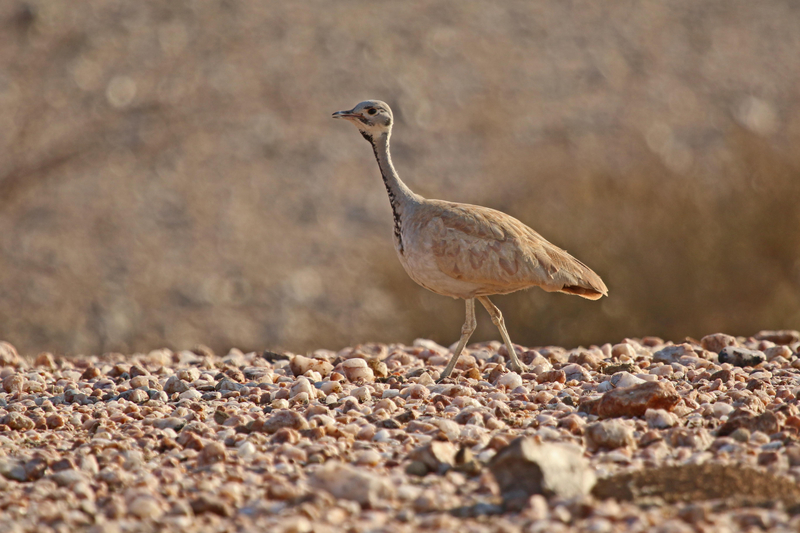 Zoom Namibie 2019-368M