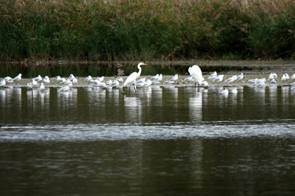 aigrette-d