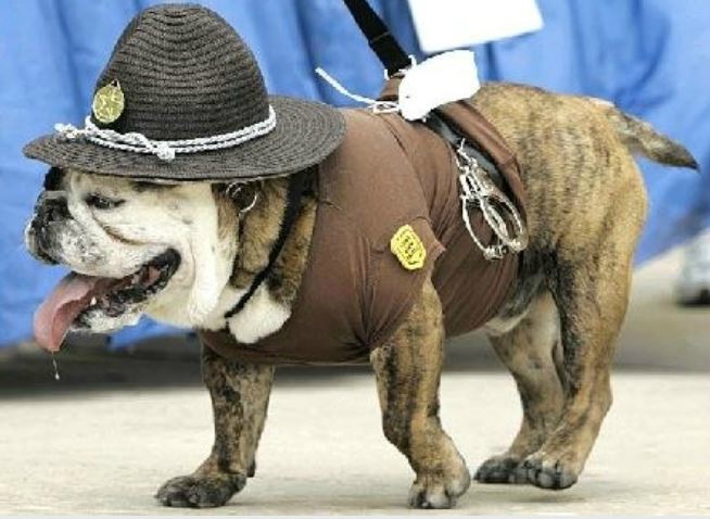 chien sheriff