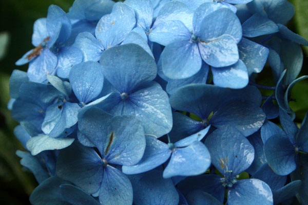 hortensia-f