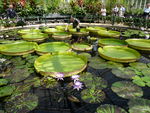 Giant_Lily_Pads