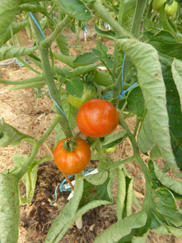 19-tomates (5)