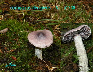 cortinarius_decipiens_n_748