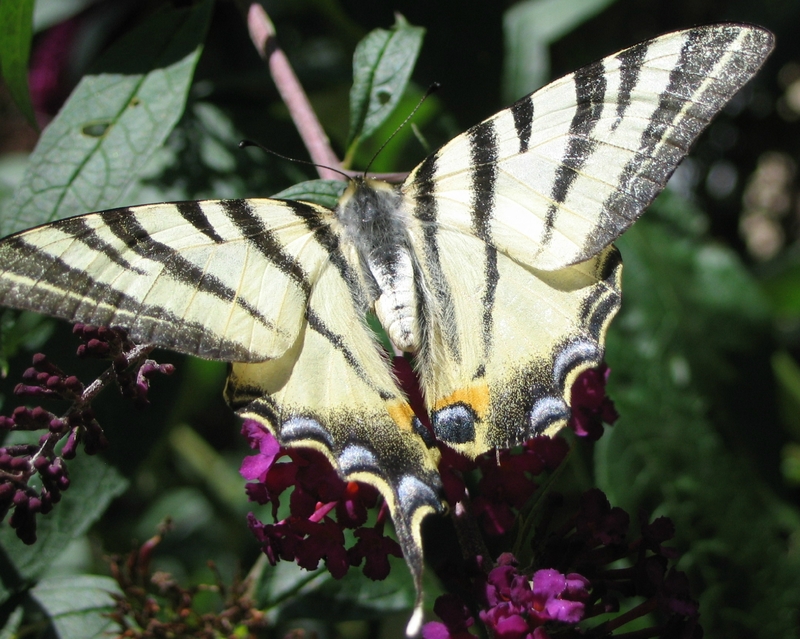 papillon "flambé" (photo C.F)