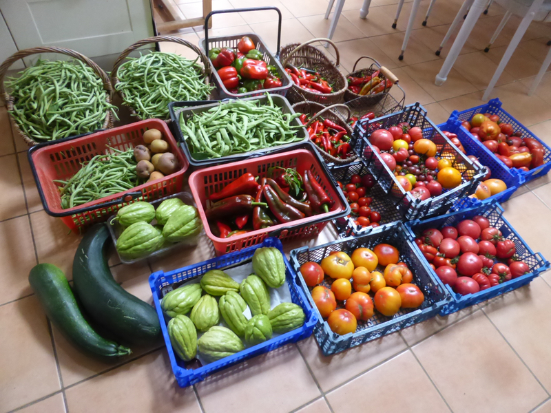 13-haricots, poivrons, piments, chayottes, tomates, courgettes (1)