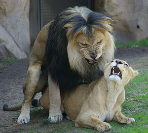 669px_Lions_mating_Denver_Zoo