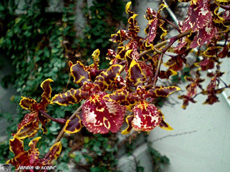 Exposition d'Orchidées 2009