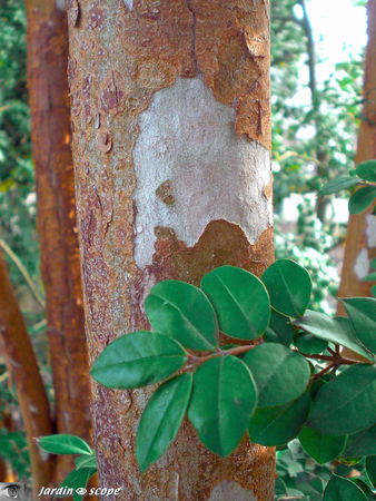 Myrtus_ugni