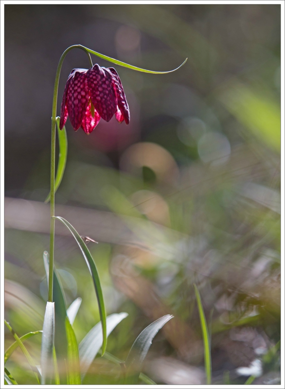 Galuchet fritillaire pintade 1 230315