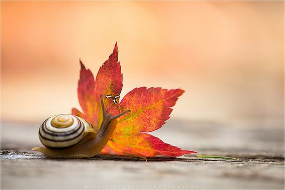escargot_2