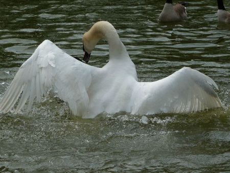 bernache et cygne