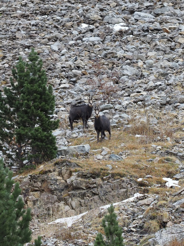 Chamois males Dos hérissés et plumet visible 1