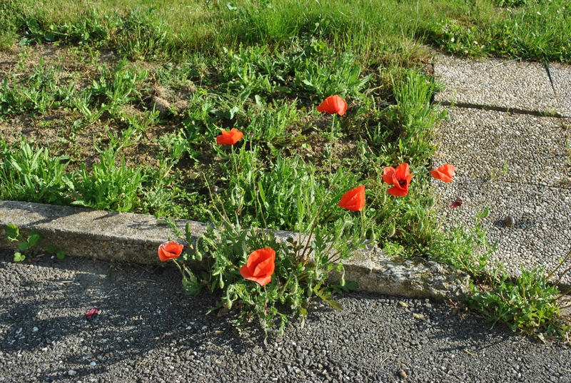 DSC_0020