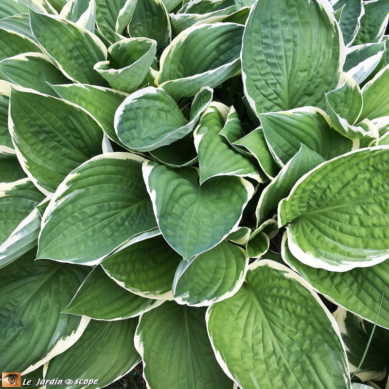 Hostas fortunei 'Aureomarginata