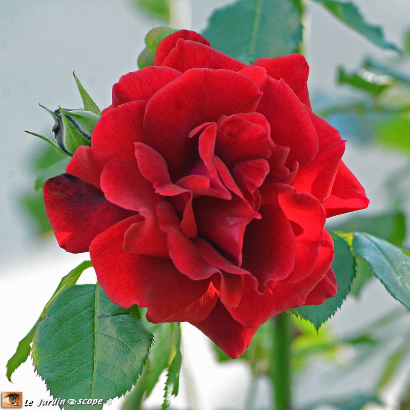 Rosa-Red-Parfum