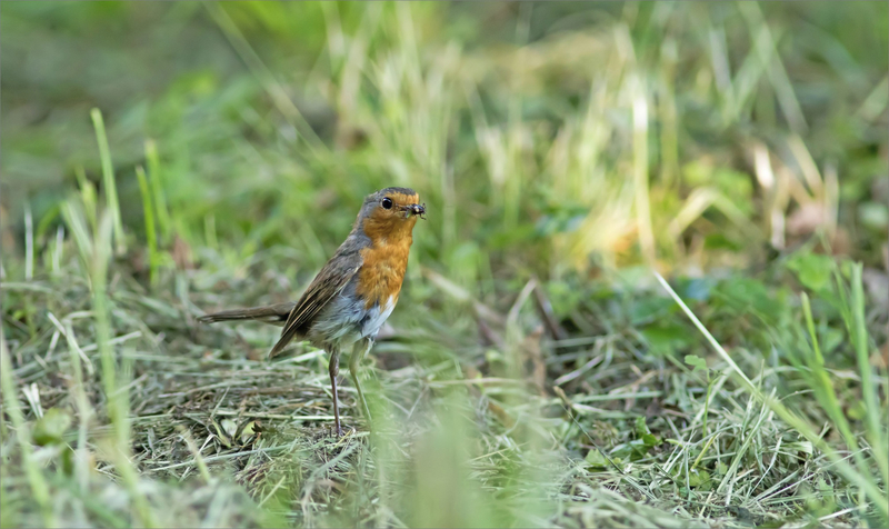 oiseau RG sauterelle bec 310519 4