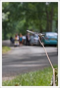 Roussille_libellule_deprim_personnes_arrivent_060610
