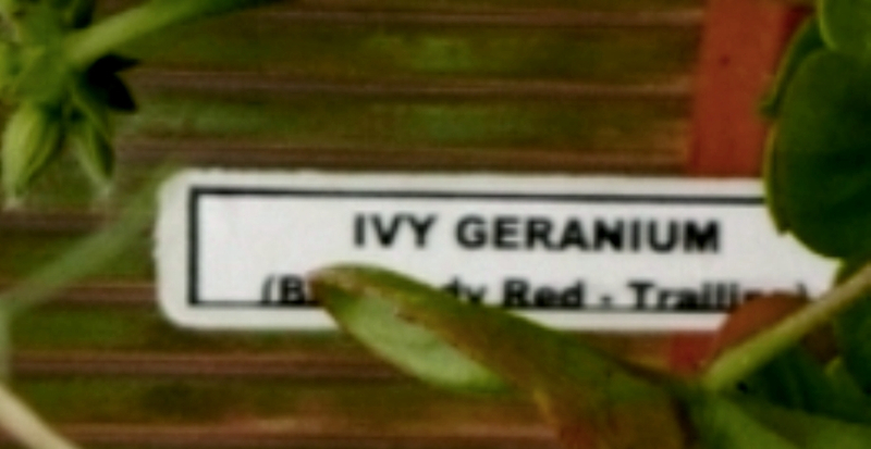 géranium 3