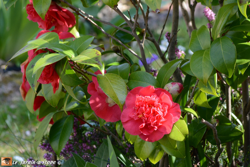 Camelia