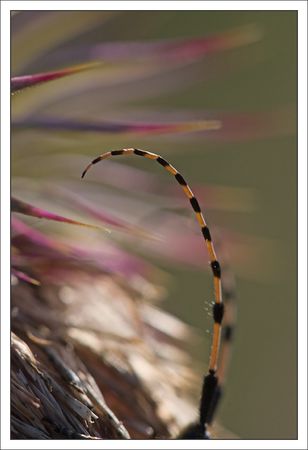 plaine_saperde_antenne_chardon_pique__020610