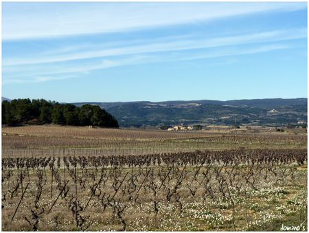 vignes_sur_fond_village_audois