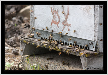 2010_06_01_Les_abeilles_devant_les_ruches__6_