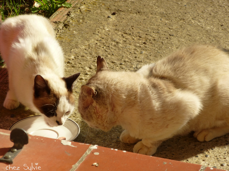 Chat blanc17