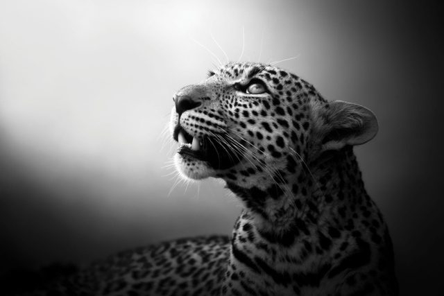 soul_of_the_leopard-640x427