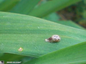 Chrysalide_de_syrphide_3