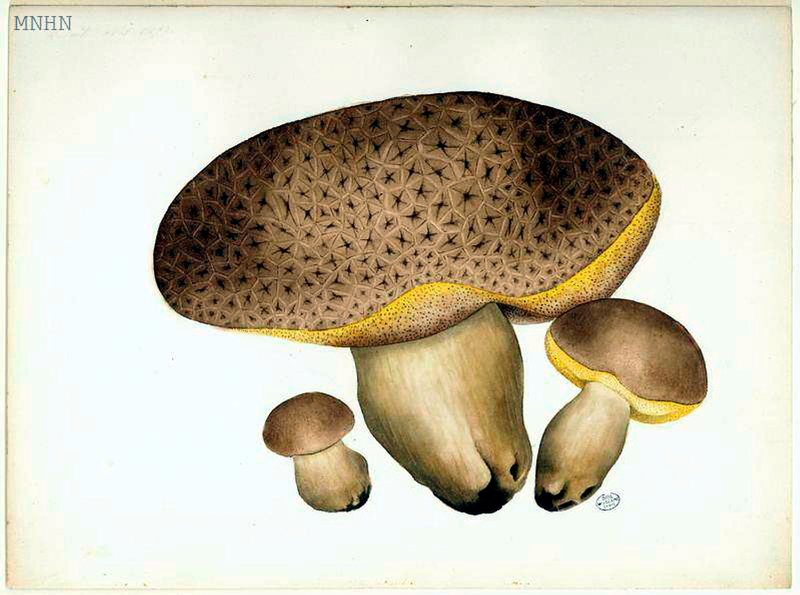 32 Boletus Refait avril 1893 Jean-Henri FABRE