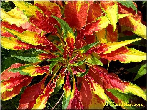 plante verte jaune rouge