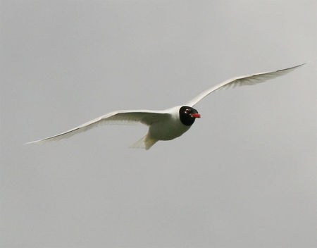 mouette_melano_vol2