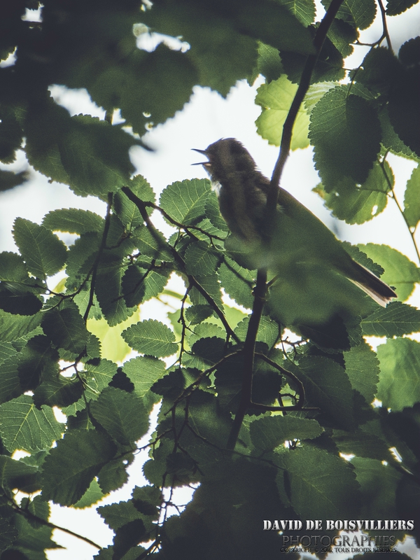 Fauvette à tête noire (Sylvia atricapilla - Eurasian Blackcap)